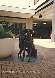 Child with Great Dane - Gracechurch Shopping Centre